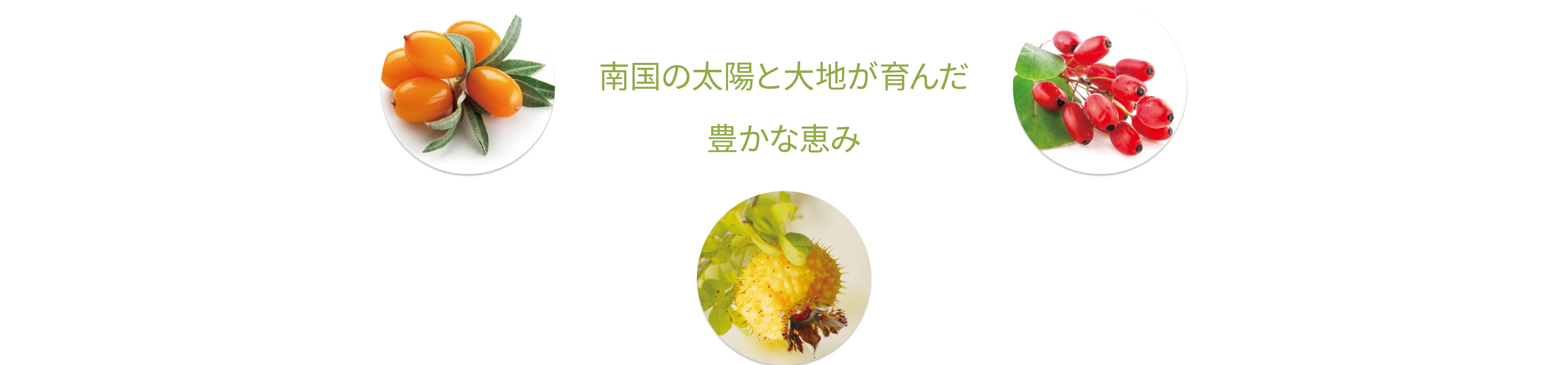 南国の太陽と大地が育んだ豊かな恵み